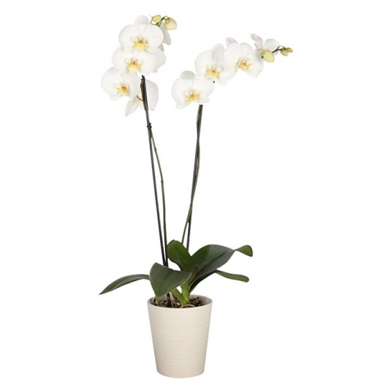 Orhidee Phalaenopsis cu 2 ramuri