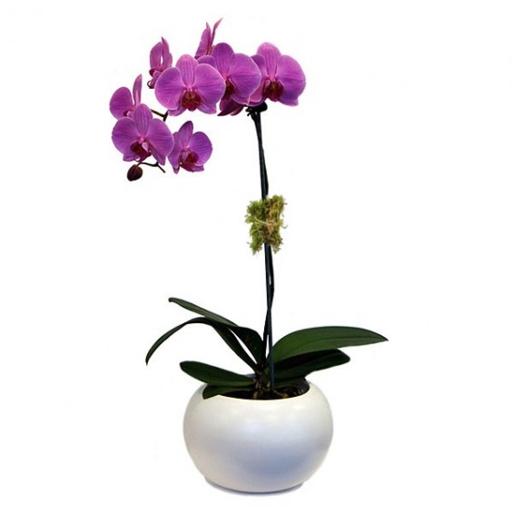 Orhidee Phalaenopsis cu 1 ramura